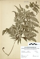 藏品(大金星蕨)的圖片